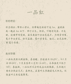 一品红的养花要诀