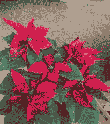 一品红的花期调节