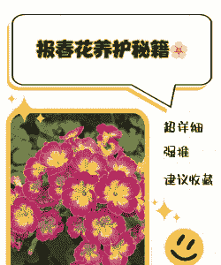 报春花的养花要诀