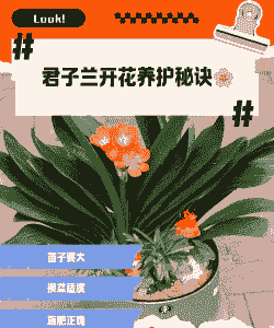 君子兰的养花要诀