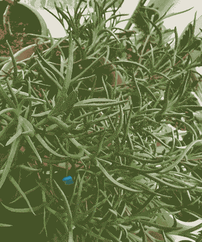 松叶菊繁殖的方法与技巧