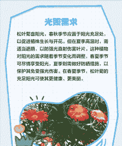 松叶菊光照重要性与管理要点