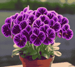 非洲紫罗兰土壤的重要性