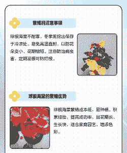 球根海棠的繁殖方法