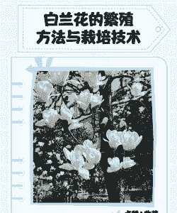 白兰的繁殖方法与技巧