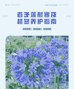 百子莲的温度养护