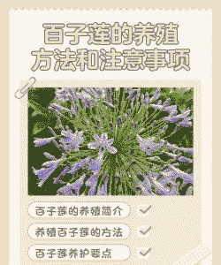 百子莲的繁殖方法与技巧