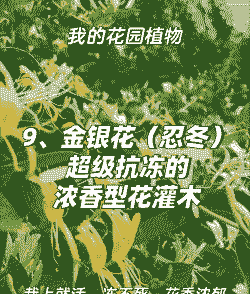金银花温度养护