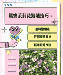 鸳鸯茉莉的繁殖方法与技巧