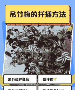 吊竹梅的繁殖方法与技巧