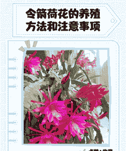 令箭荷花的繁殖技巧