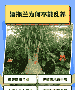 酒瓶兰的施肥技巧