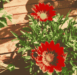 勋章花的土壤选择