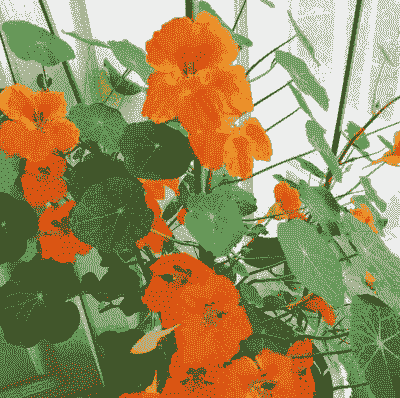 旱金莲设立支架的技巧