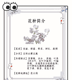 香豌豆的整形修剪技术要点