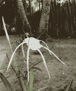 水鬼蕉的繁殖技巧