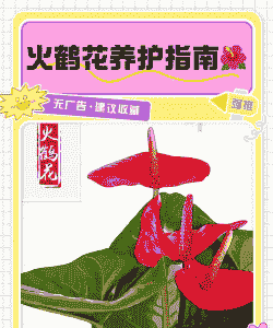 火鹤花无土栽培的方法