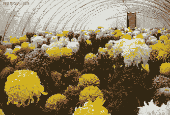 菊花的花期调节