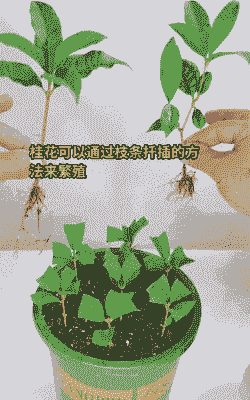 桂花的繁殖技术