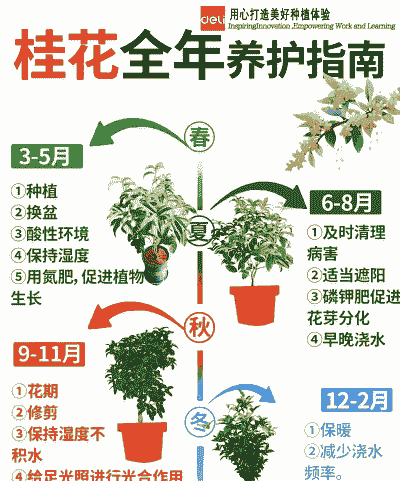 桂花的花期调节