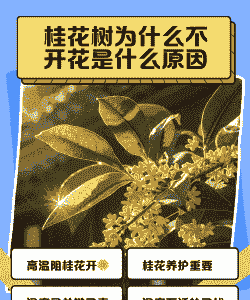桂花不开花的原因