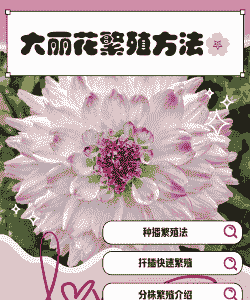 大丽花的繁殖方法