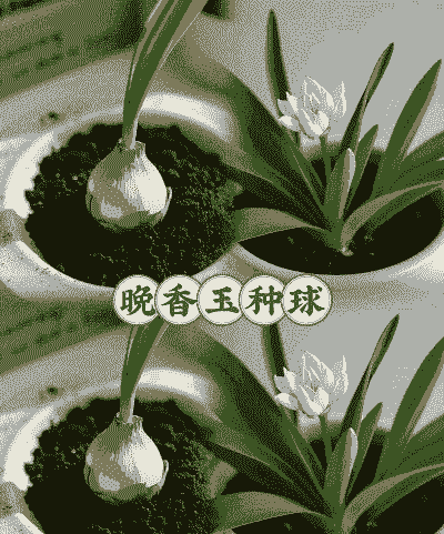 晚香玉的繁殖方法