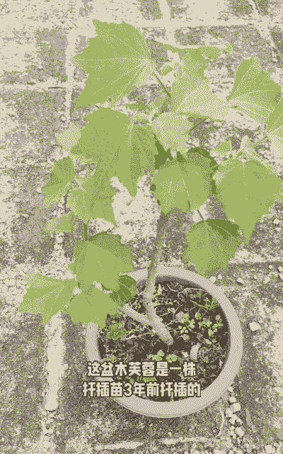 木芙蓉的繁殖方法