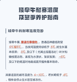 矮牵牛的温度管理要点