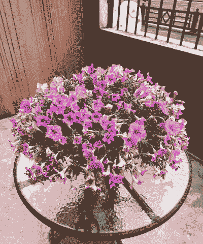 矮牵牛的整形修剪