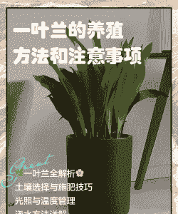 一叶兰的繁殖方法