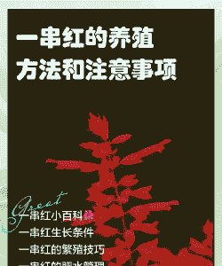一串红的繁殖方法与技巧