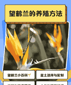 鹤望兰的繁殖方法