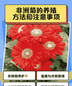 非洲菊的养殖方法和注意事项