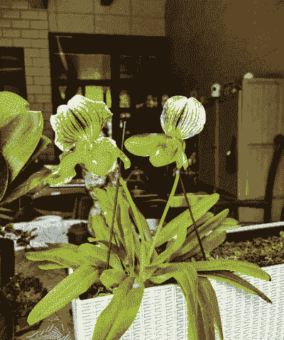 美丽兜兰的种植方法