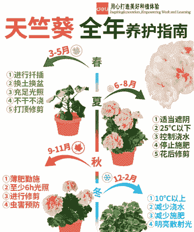 天竺葵的养殖方法和注意事项