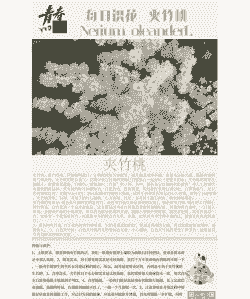 夹竹桃栽培要点