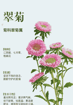 翠菊的养殖方法和注意事项