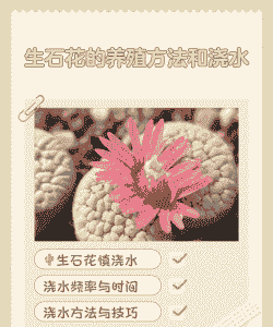 石生花怎么养殖方法