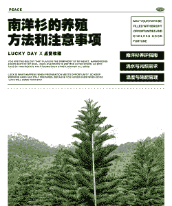 南洋杉的养殖方法和注意事项 南洋杉的养殖方法和注意事项