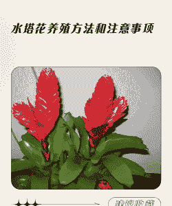 水塔花养殖方法和注意事项