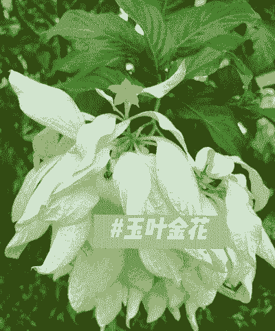 玉叶金花怎样种植