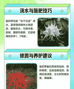 曼陀罗的栽种方法