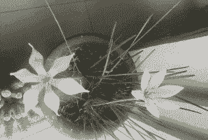 黄韭兰的种植方法