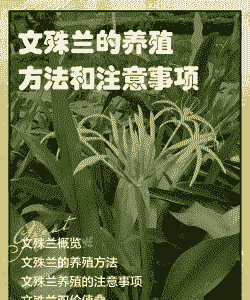 文殊兰的养殖方法和注意事项