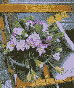 报春花的养殖方法和注意事项