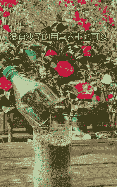 月季花矿泉水瓶水插法