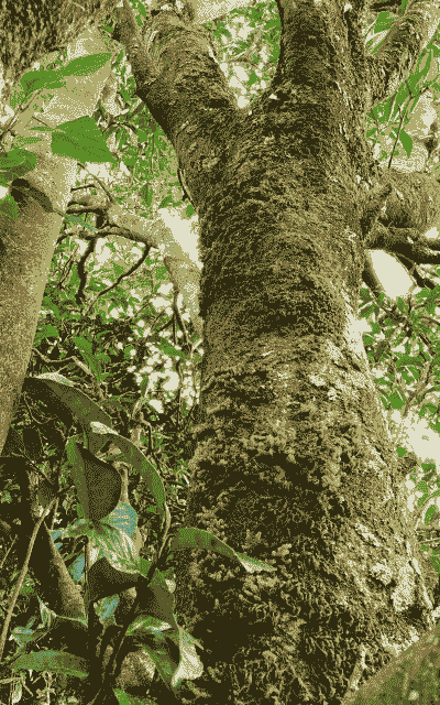 世界茶树的原产地