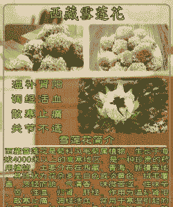 雪莲花的作用与功效怎么吃 雪莲花的作用与功效怎么吃