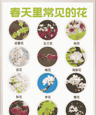 春天有哪些花资料